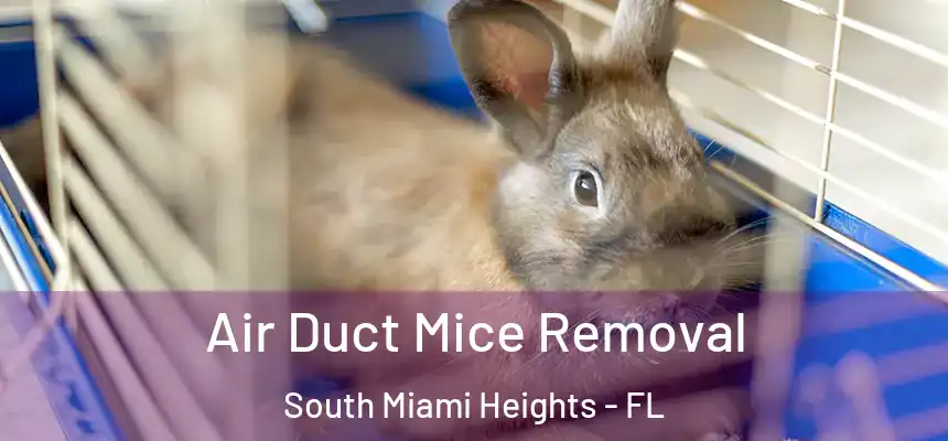 Air Duct Mice Removal South Miami Heights - FL